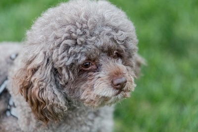 Dandie Dinmont Terrier