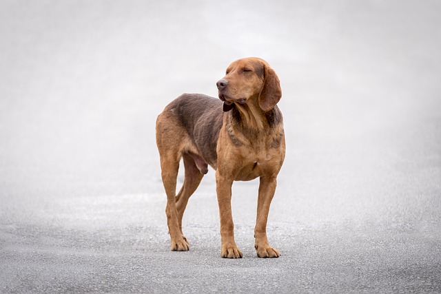 Dunker (Norwegian Hound)