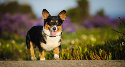 English Corgidor (English Corgi and Labrador mix)