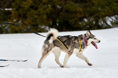 Norwegian Moose Dog