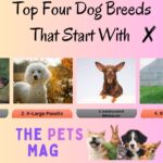 Top Four Dog Breeds That Start With X