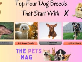 Top Four Dog Breeds That Start With X