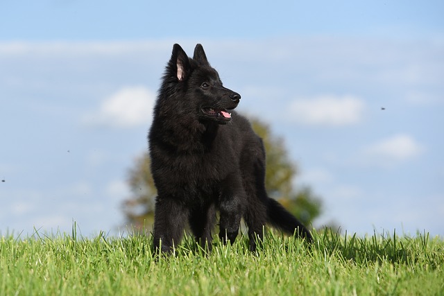 belgian-shepherd-dog