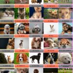 52 Dog Breeds That Start With C