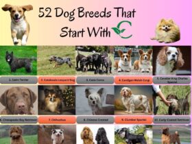 52 Dog Breeds That Start With C