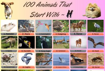 100 Animal Name That Start With H