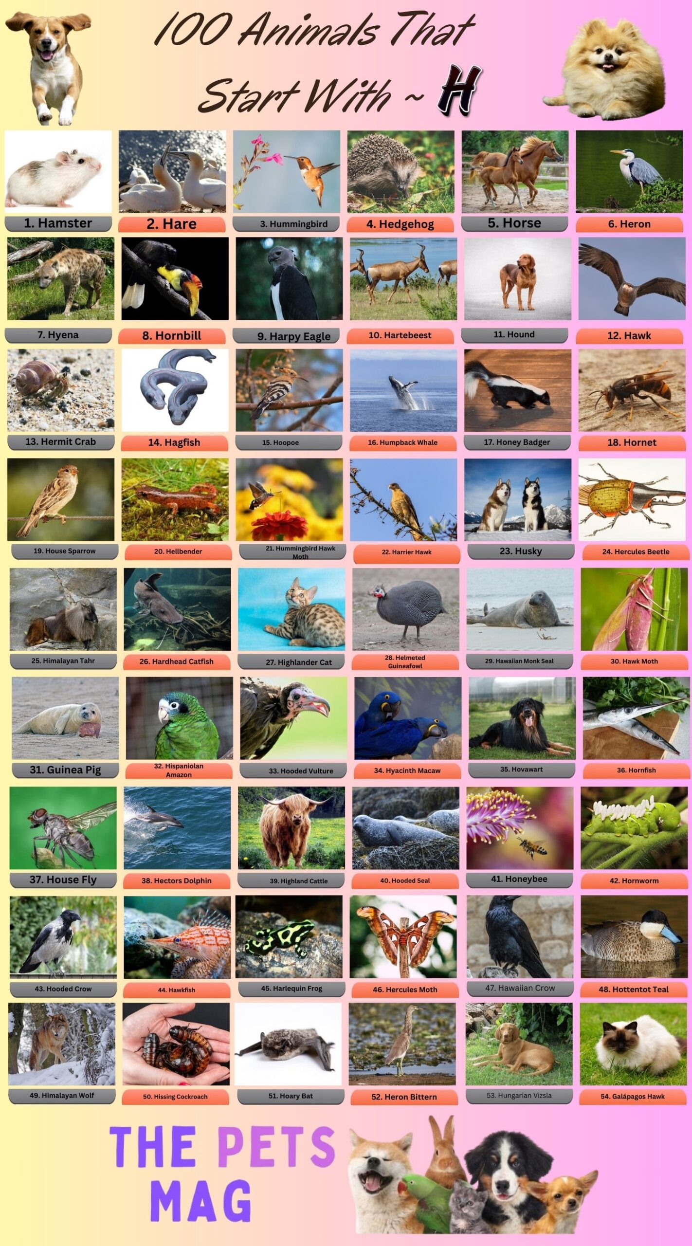 100 Animal Name That Start With H