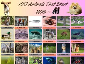 100 Animal Name That Start With M