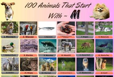 100 Animal Name That Start With M