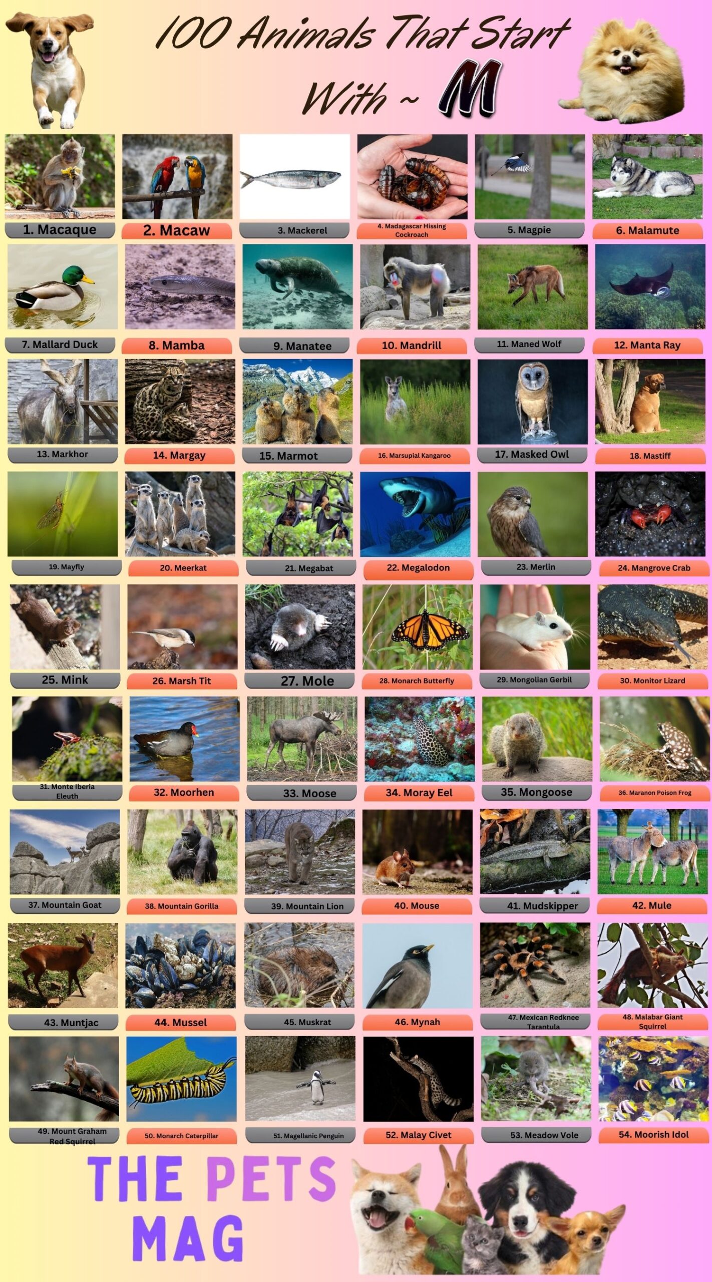 100 Animal Name That Start With M