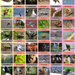 100 Animals That Start With F