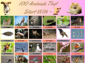 100 Animals That Start With F