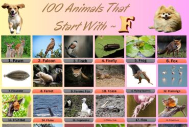 100 Animals That Start With F