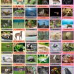 100 Animals That Start With G