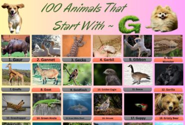 100 Animals That Start With G