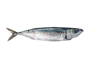 Mackerel