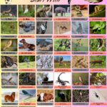 40 Animal Name That Start With I