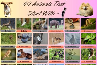 40 Animal Name That Start With I