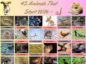 45 Animal Name That Start With J