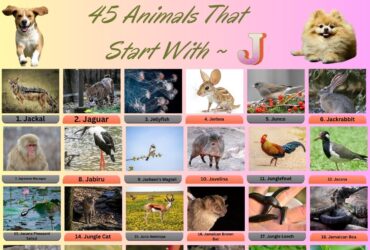 45 Animal Name That Start With J