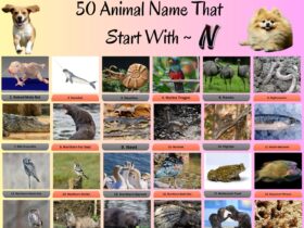 50 Animal Name That Start With N