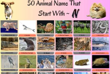 50 Animal Name That Start With N