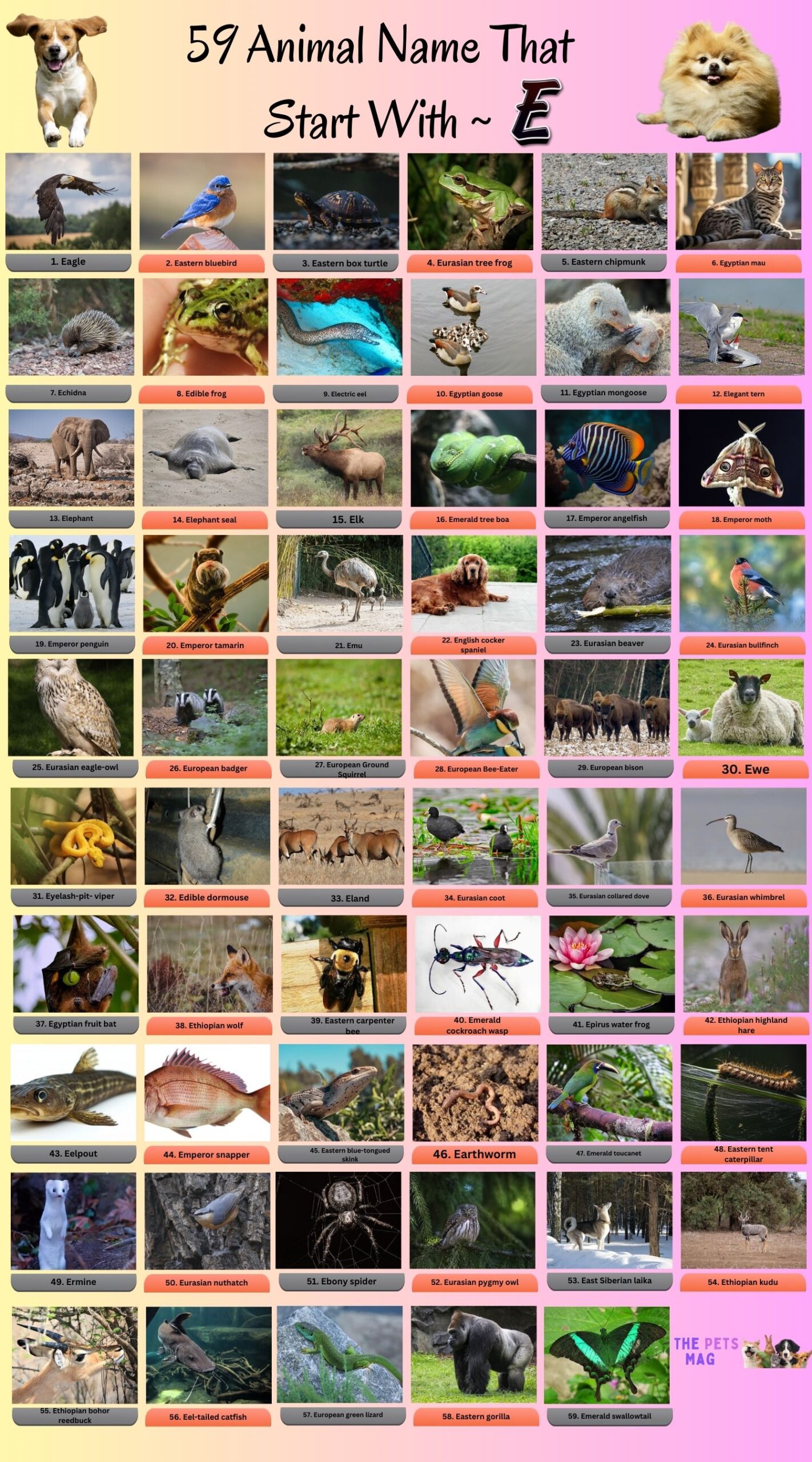 59 Animals That Start With E