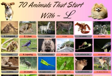 70 Animal Name That Start With L