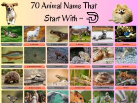 70 Animals That Start With D