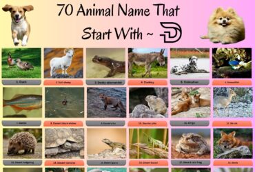 70 Animals That Start With D