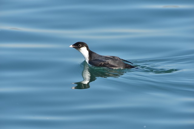 Kittlitz's Murrelet