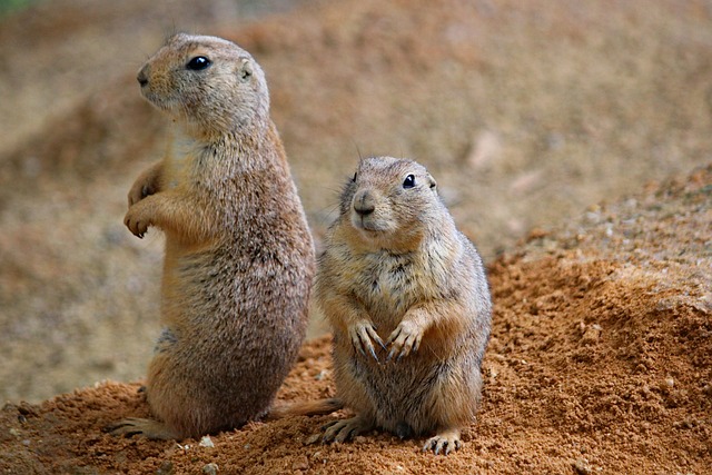 Mexican Prairie Dog