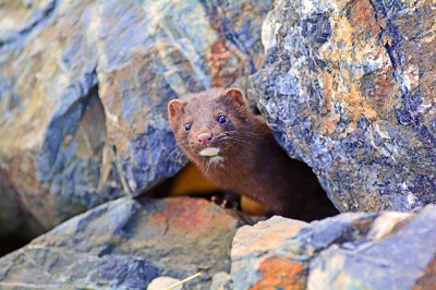 Mountain Weasel