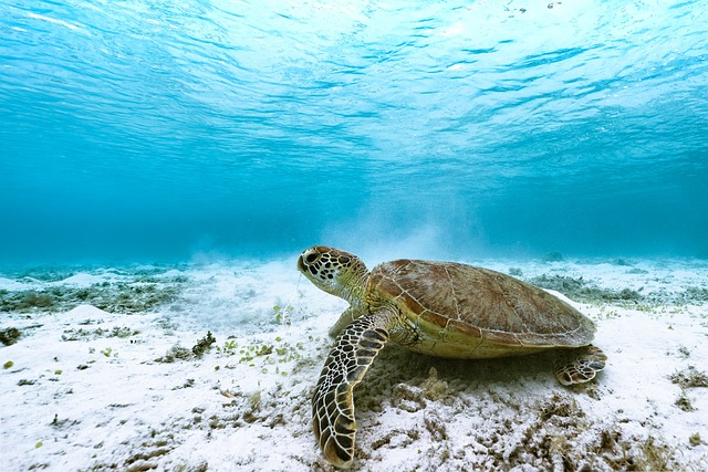 Hawksbill Sea Turtle