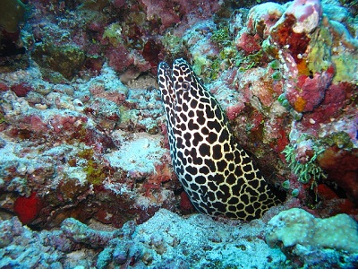 Moray Eel