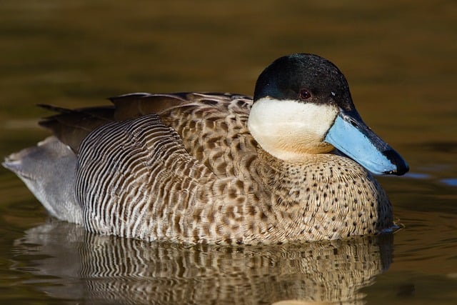 Hottentot Teal