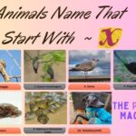 10 Animals Name That Start With X