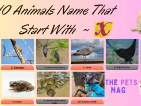 10 Animals Name That Start With X