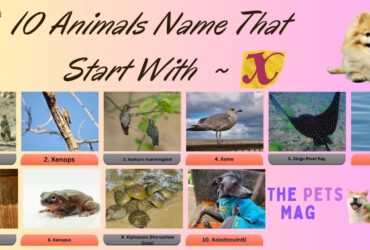 10 Animals Name That Start With X