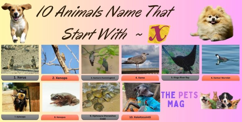 10 Animals Name That Start With X