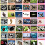 100 Animals Name That Start With S