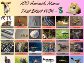 100 Animals Name That Start With S