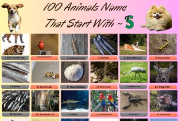 100 Animals Name That Start With S