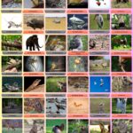 100 Animals Name That Start With W