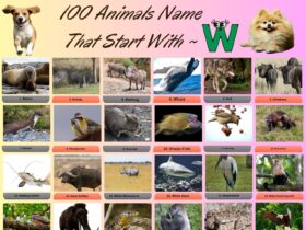 100 Animals Name That Start With W