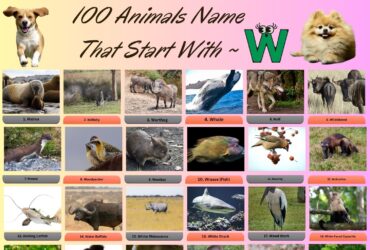 100 Animals Name That Start With W