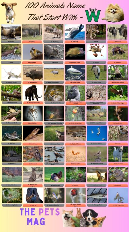 100 Animals Name That Start With W