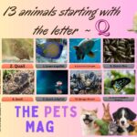 13 animals starting with the letter Q