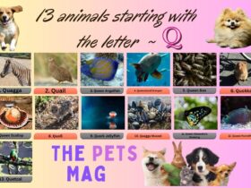 13 animals starting with the letter Q