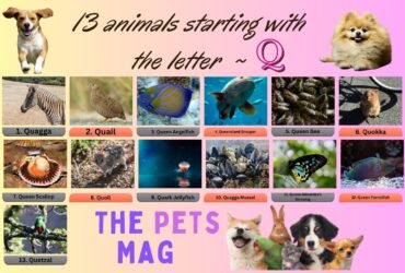 13 animals starting with the letter Q